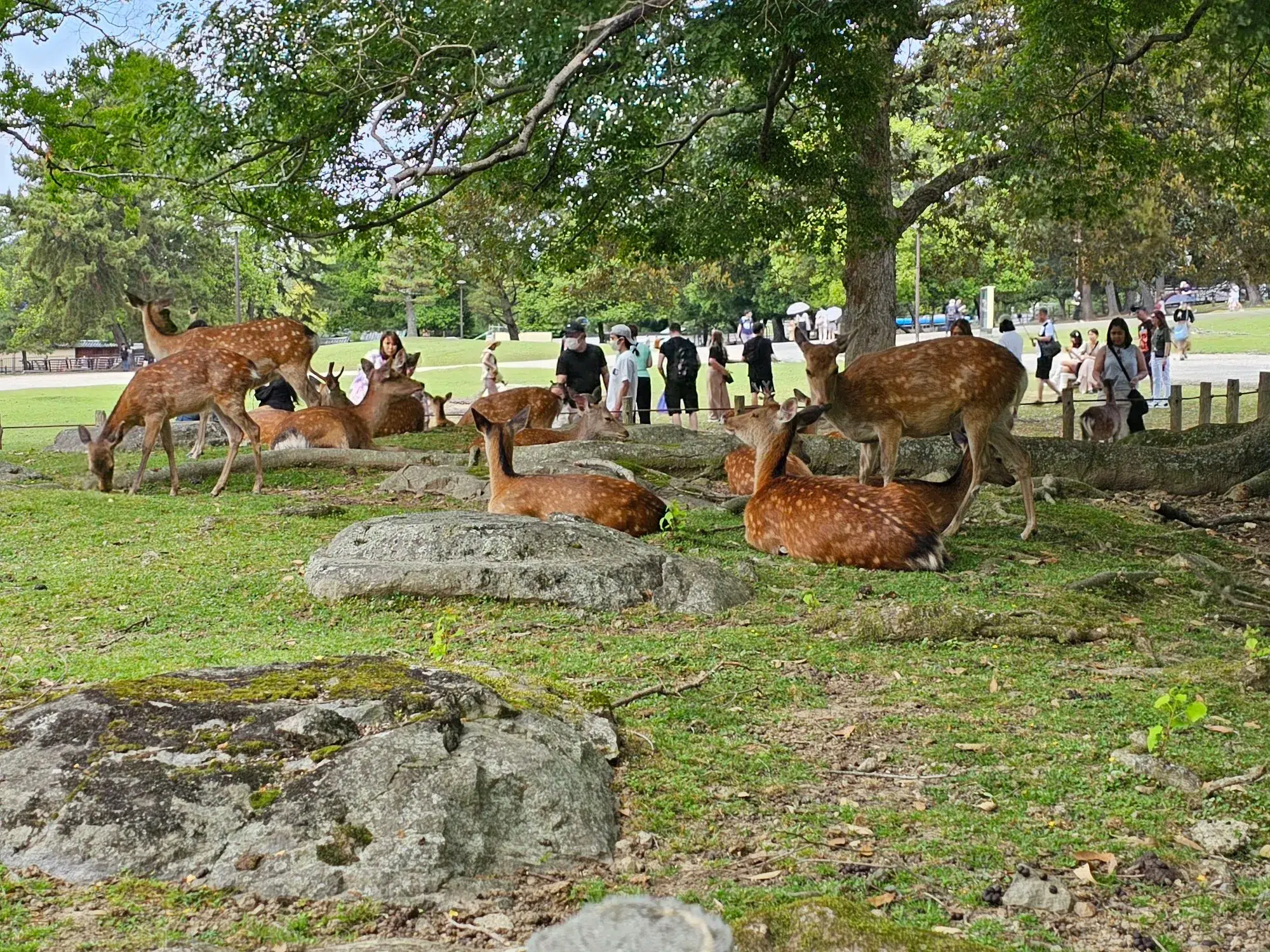 Kids and Seniors Friendly 16D16N Japan Itinerary Day 10 – A Day Trip to Nara