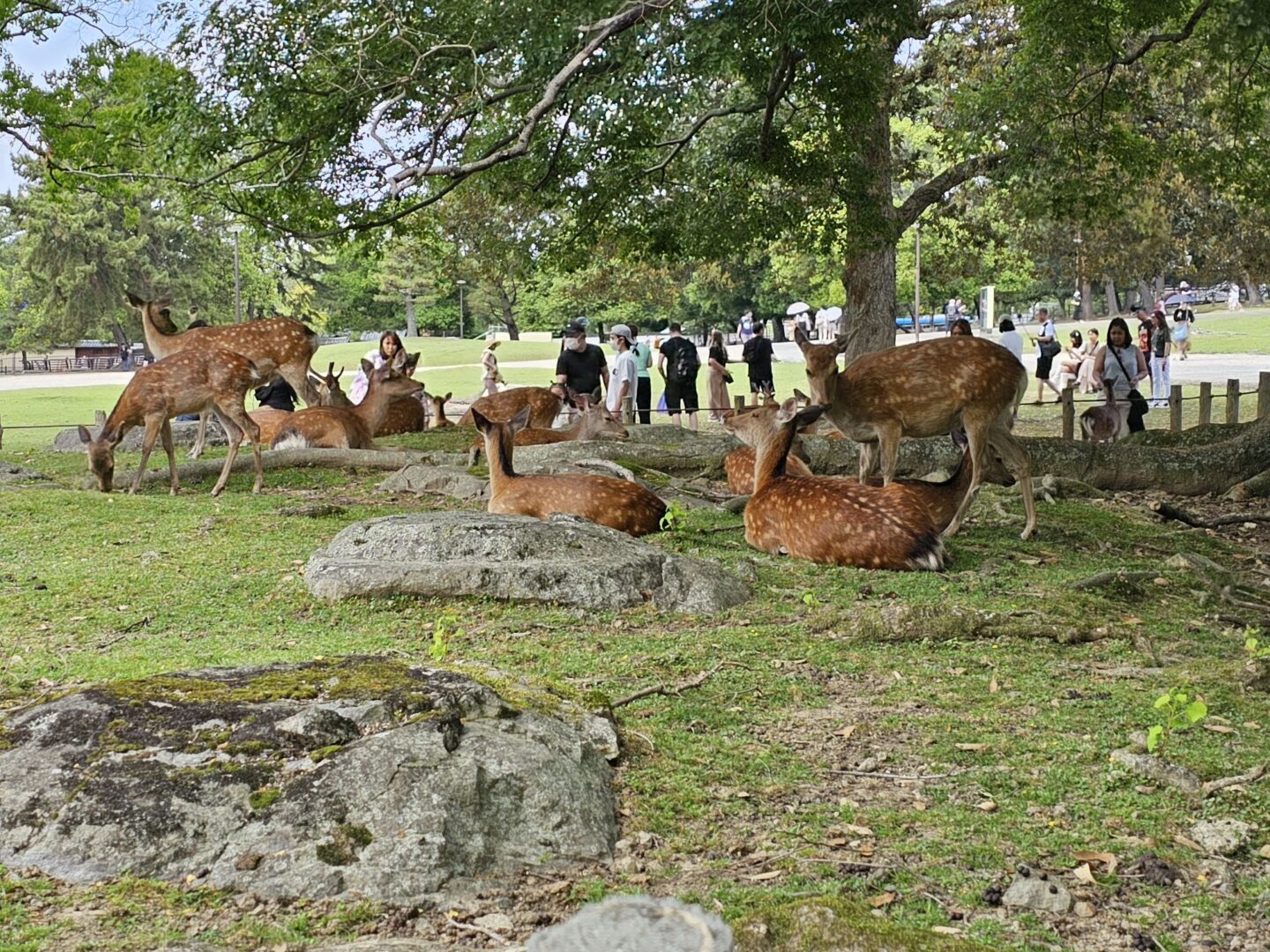 Nara Park