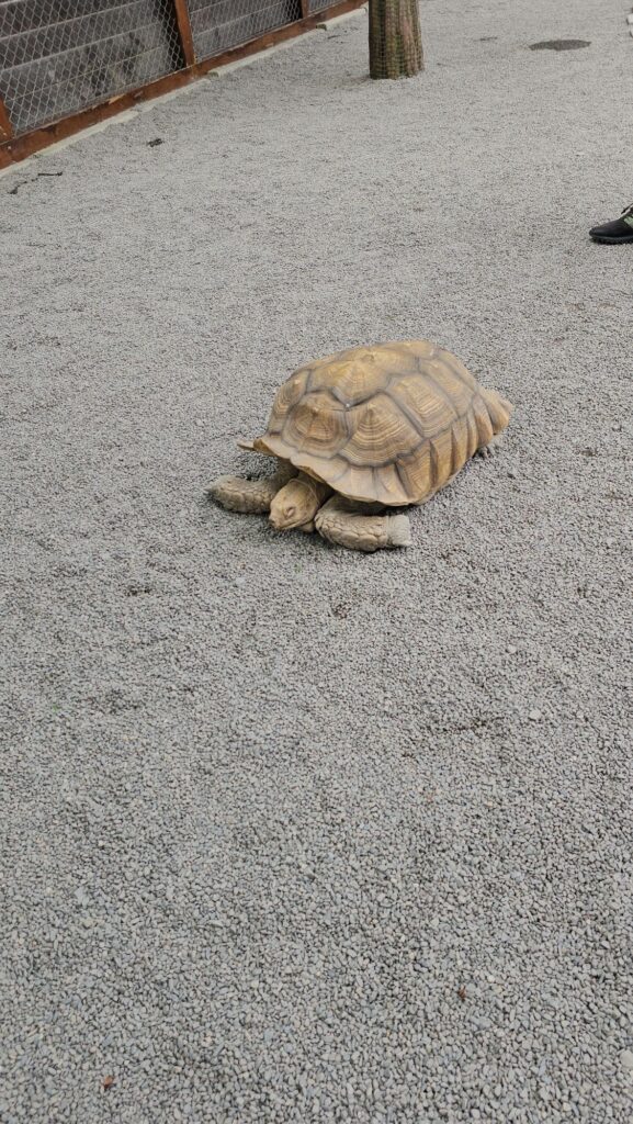 Turtle at Zhang Ah Ma Farm