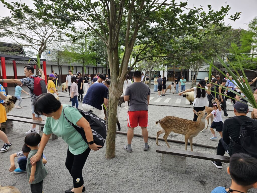 Animals at Zhang Ah Ma Farm