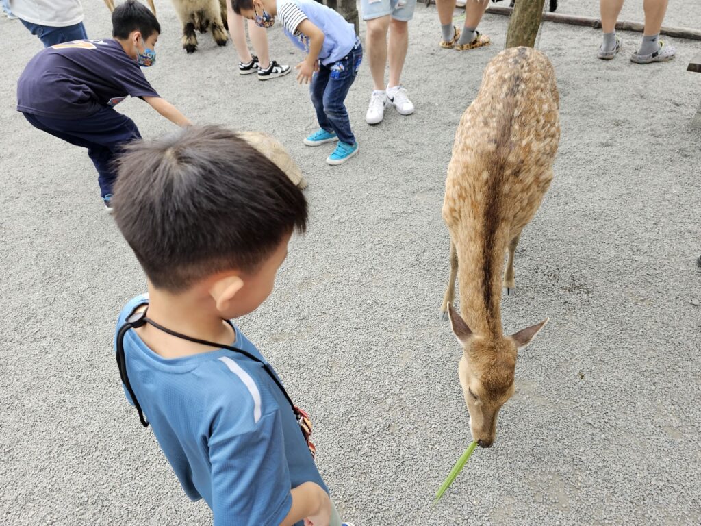 Animals at Zhang Ah Ma Farm