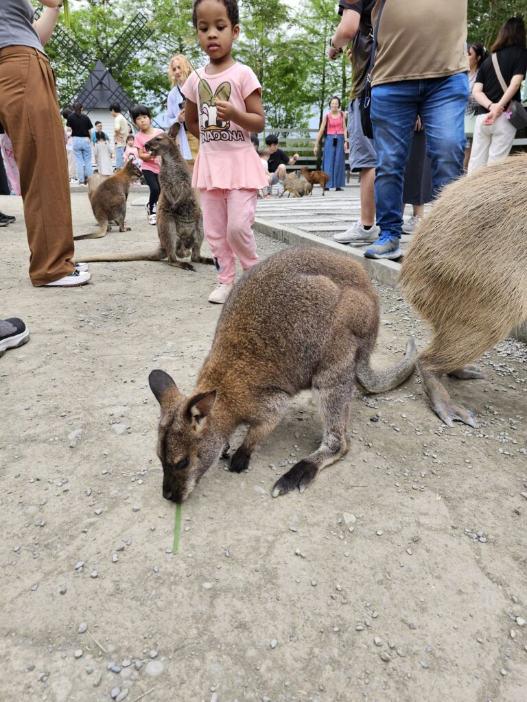 Animals at Zhang Ah Ma Farm