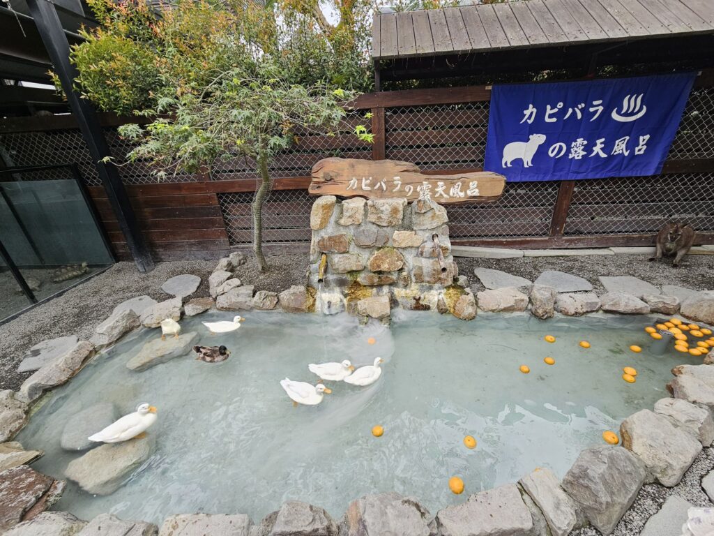 Animals at Zhang Ah Ma Farm